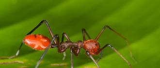 Класс Паукообразные - Arachnida Паук-крестовик Как называется наука о пауках