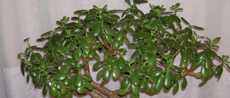 Крассула (Денежное дерево), (Crassula)