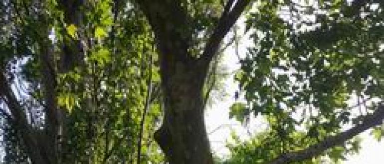 Восточный платан фото: описание и виды чинары, рекомендации по уходу за деревом, выращивание из семян, что такое «чинарики